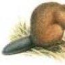 Beaver